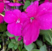 Impatiens walleriana 'Beacon Violet Shades' seeds - (Busy Lizzie, Balsam)