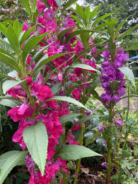 Impatiens balsamina seeds - (Garden balsam)