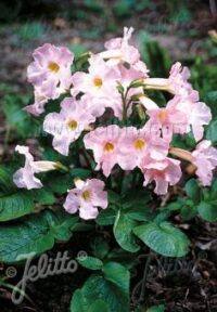 Incarvillea delavayi 'Bees Pink' seeds - (Chinese Trumpet Flower, Hardy Gloxinia)