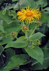 Inula magnifica seeds - ( Magnificent elecapane)