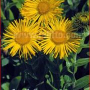 Inula orientalis grandiflora plants