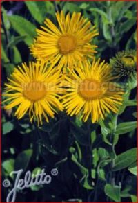 Inula orientalis grandiflora plants