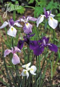 Iris kaempferi plants - ( iris ensata