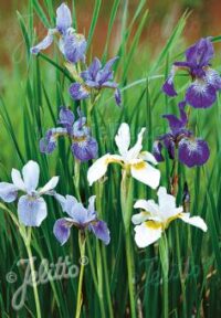 Iris sibirica 'New Hybrids" plants