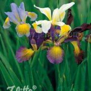 Iris spuria 'Hybrids' plants - ( Butterfly Iris)