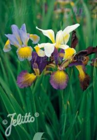 Iris spuria 'Hybrids' plants - ( Butterfly Iris)