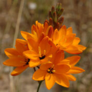 Ixia Dubia seeds
