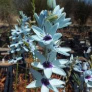 Ixia viridiflora seeds - (Turquoise ixia)