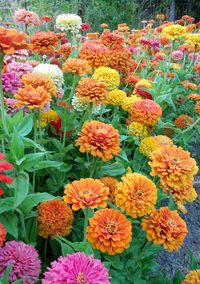 Zinnia elegans 'Jim Baggetts Choice Mix' seeds