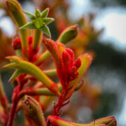 Anigozanthos flavidus seeds -(Tall Kangaroo Paw, Evergreen Kangaroo Paw)