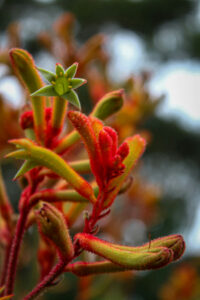 Anigozanthos flavidus seeds -(Tall Kangaroo Paw, Evergreen Kangaroo Paw)