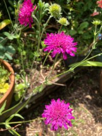 Knautia macedonica 'Red Cherries' seeds - (Pincushion Flower, Scabiosa 'Red Knight')