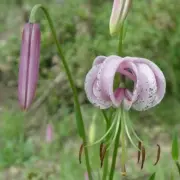 Lilium duchartrei seeds - (Marble Lily)