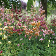Lilium martagon 'Mixed' seeds - (Turk's cap lily)
