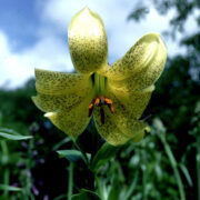 Lilium monadelphum seeds