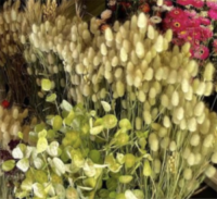 Lagurus ovatus seeds - (Bunny Tails, Hare's Tail)