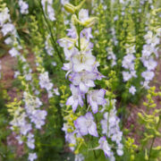Consolida ajaca 'Katy's Picotee'  seeds - ( Larkspur, Delpinium consolida)