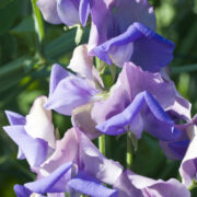 Lathyrus odoratus 'Erewhon' seeds -(Sweet pea)