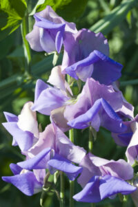 Lathyrus odoratus 'Erewhon' seeds -(Sweet pea)