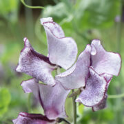 Lathyrus odoratus 'Wiltshire Ripple' seeds -(Sweet Pea)