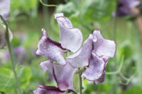Lathyrus odoratus 'Wiltshire Ripple' seeds -(Sweet Pea)