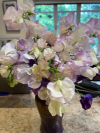 Lathyrus odoratus 'Hi Scent' seeds - (Sweet Pea) - Image 2