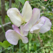 Lathyrus odoratus 'Hi Scent' seeds - (Sweet Pea)
