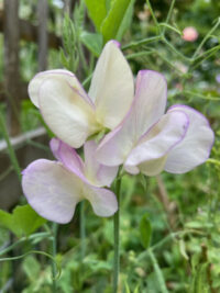 Lathyrus odoratus 'Hi Scent' seeds - (Sweet Pea)