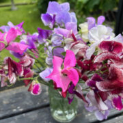 Lathyrus oderatus 'Incense Mix' seeds - ( Sweet Pea)