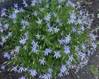 Isotoma axillaris 'Gemini Blue' seeds - ( Laurentia)