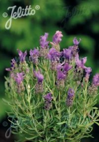 Lavandula stoechas 'Bandera Purple' seeds - (Spanish Lavender)
