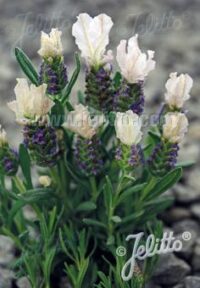 Lavandula stoechas 'Castilliano White' seeds - (Spanish Lavender)