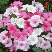 Lavatera trimestris 'Beauty Mix' seeds - (Mallow)