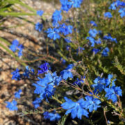 Lechenaultia biloba seeds - ( Blue lechenaultia)