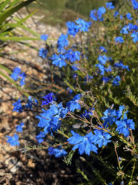 Lechenaultia biloba seeds - ( Blue lechenaultia)