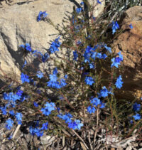 Lechenaultia biloba seeds - ( Blue lechenaultia) - Image 3