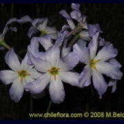Leucocoryne coquimbensis seeds - (Glory of the Sun)