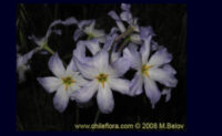 Leucocoryne coquimbensis seeds - (Glory of the Sun)