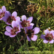 Leucocoryne purpurea seeds - (Purple Glory of the Sun)