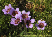 Leucocoryne purpurea seeds - (Purple Glory of the Sun)