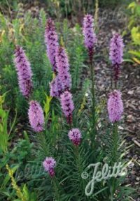 Liatris spicata 'Floristan Violet' seeds - (Gayfeather)