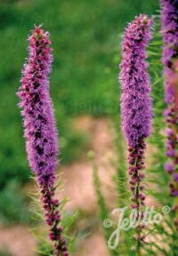 Liatris pycnostachya seeds
