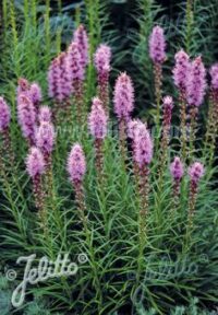 Liatris spicata seeds - (Blazing Star, Gayfeather)
