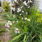 Libertia chilensis ( grandiflora) - (Tukauki, Mikoikoi, New Zealand Satin Flower)