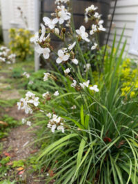 Libertia chilensis ( grandiflora) - (Tukauki, Mikoikoi, New Zealand Satin Flower)