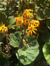 Ligularia dentata 'Orange Queen' seeds