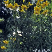 Lilium kesselringianum seeds