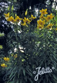 Lilium kesselringianum seeds