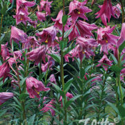 Lilium mackliniae Naga form seeds - (Manipur Lily)