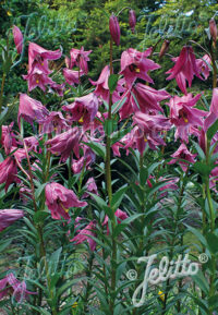 Lilium mackliniae Naga form seeds - (Manipur Lily)